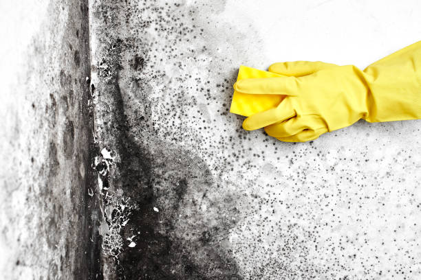 Best Attic Mold Remediation in Huntington, WV