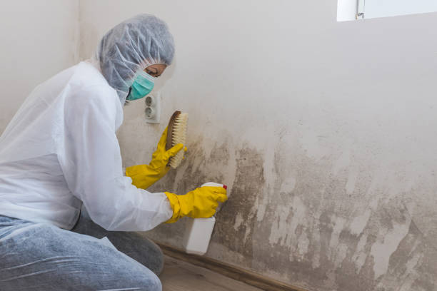 Best Attic Mold Remediation in Huntington, WV