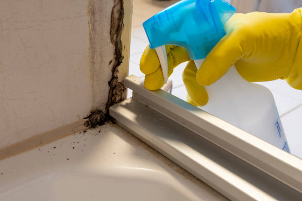 Best Industrial Mold Remediation in Huntington, WV