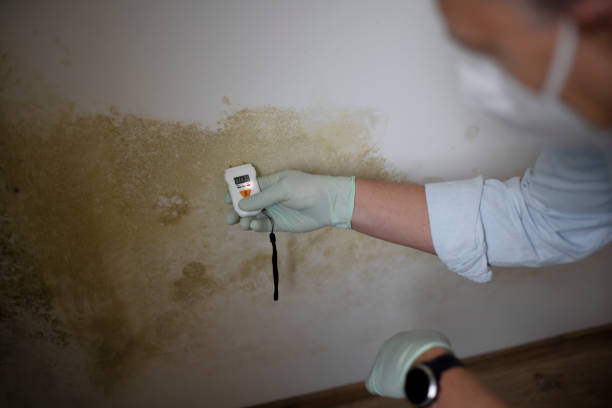 Best Black Mold Remediation in Huntington, WV