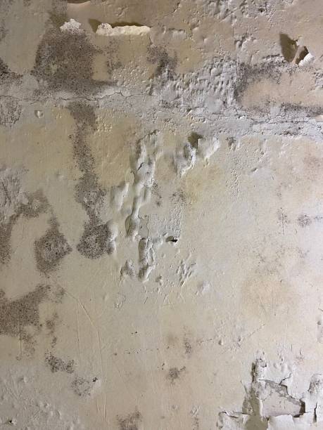 Reliable Huntington, WV Mold Remediation Solutions