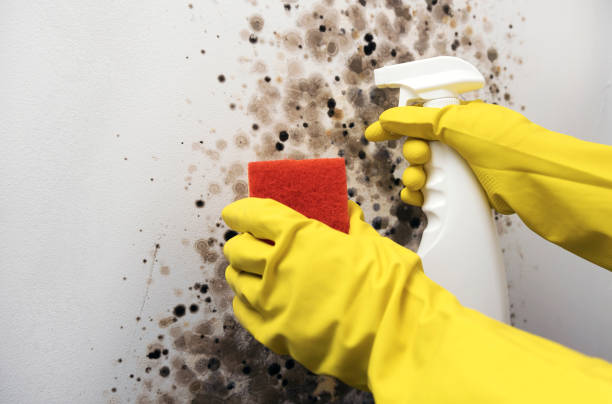 Best Post-Flood Mold Remediation in Huntington, WV