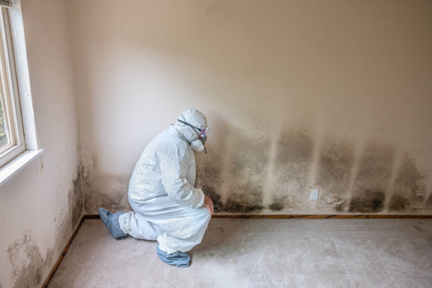 Best DIY Mold Remediation Support Services in Huntington, WV