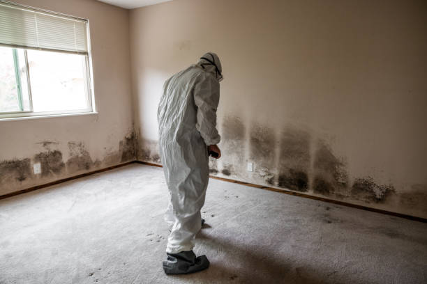 Best Kitchen Mold Remediation in Huntington, WV