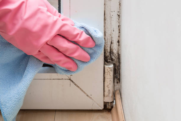 Best Localized Mold Remediation (e.g., coastal areas, humid climates) in Huntington, WV