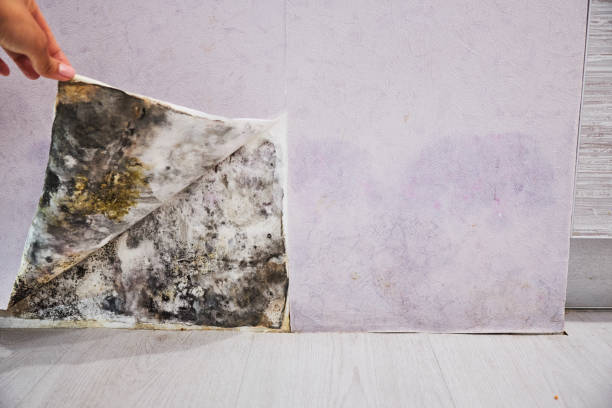 Best Residential Mold Remediation in Huntington, WV